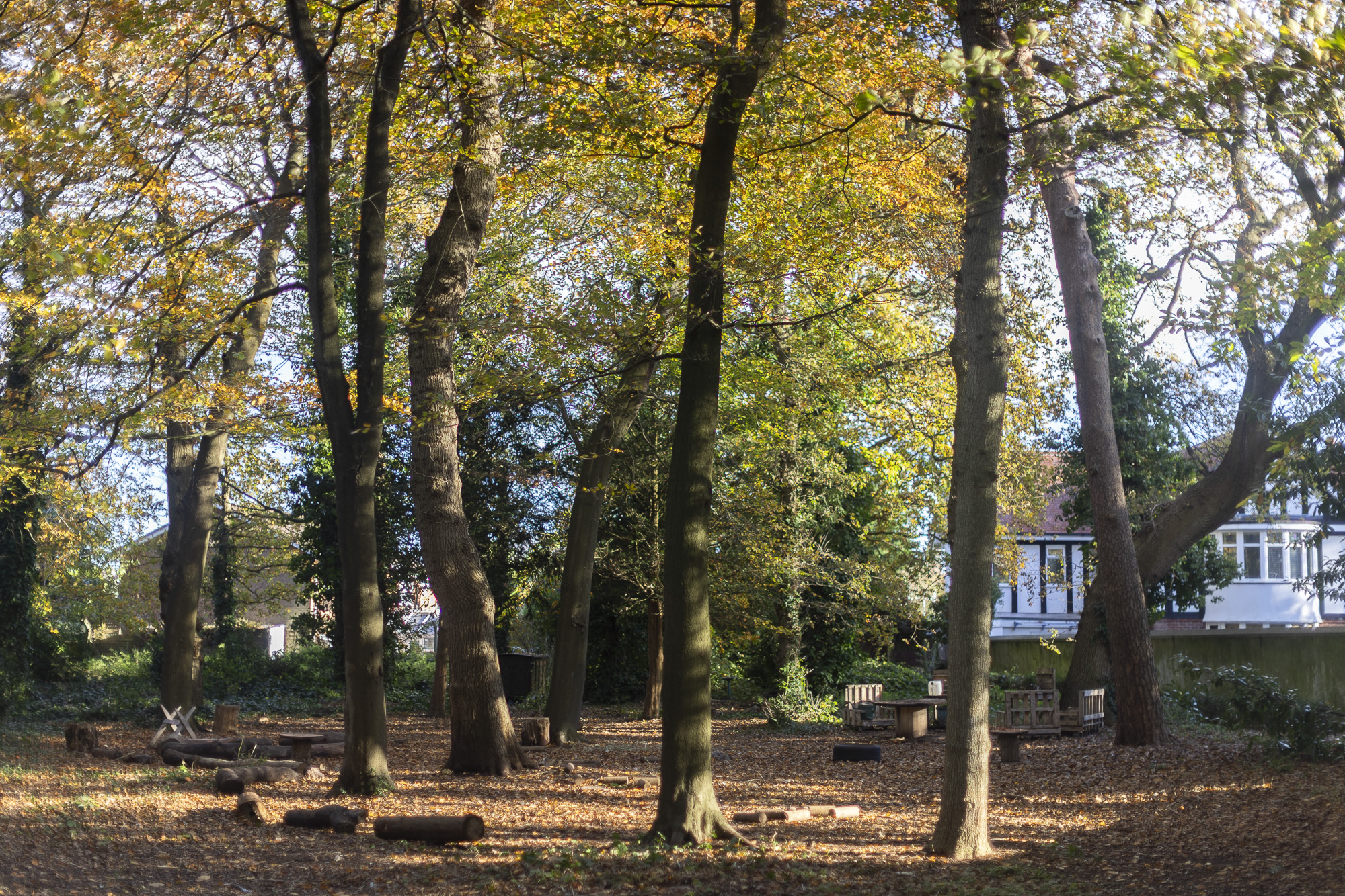 Forest School Trees