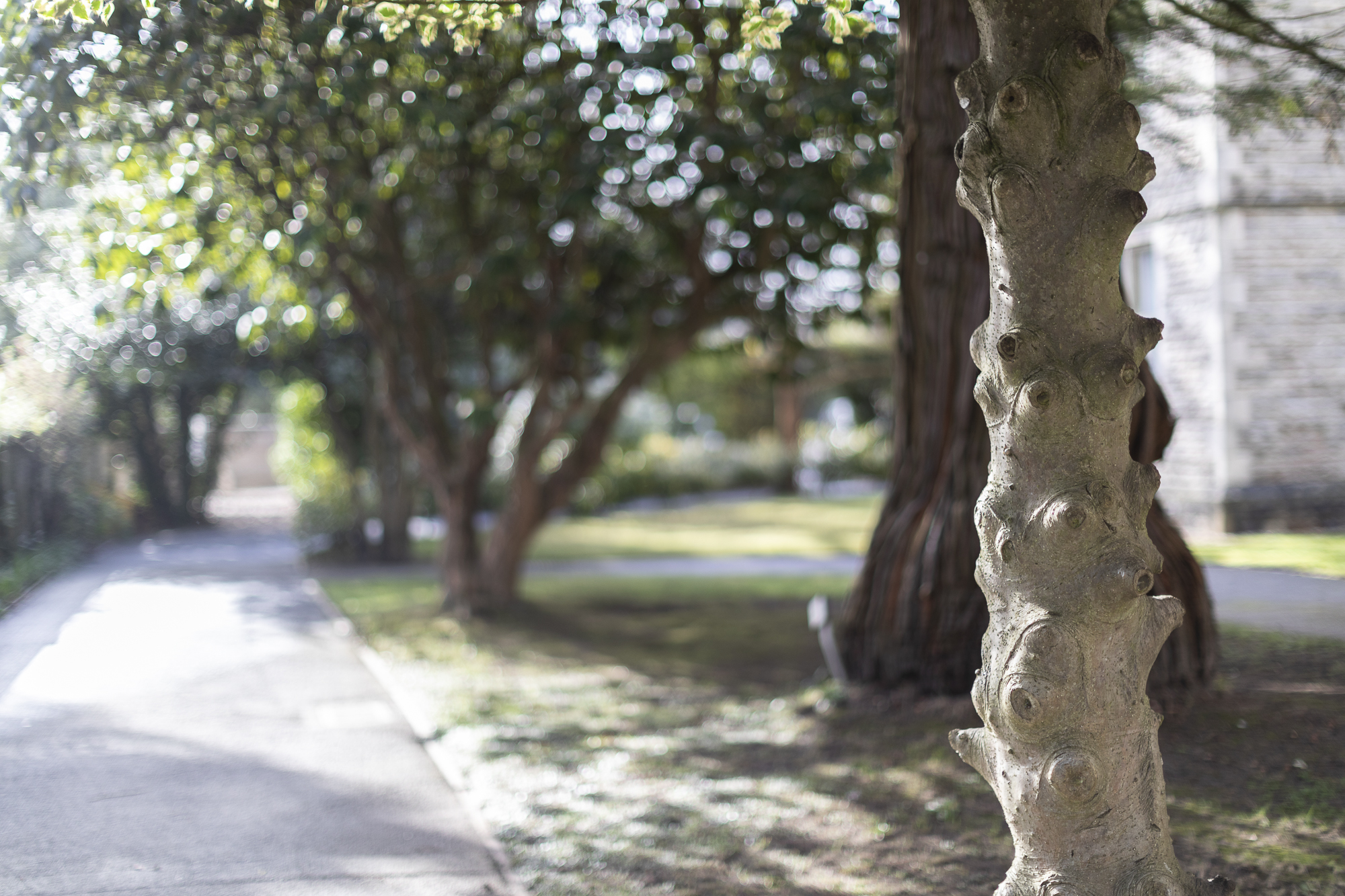 Tree on AECC campus