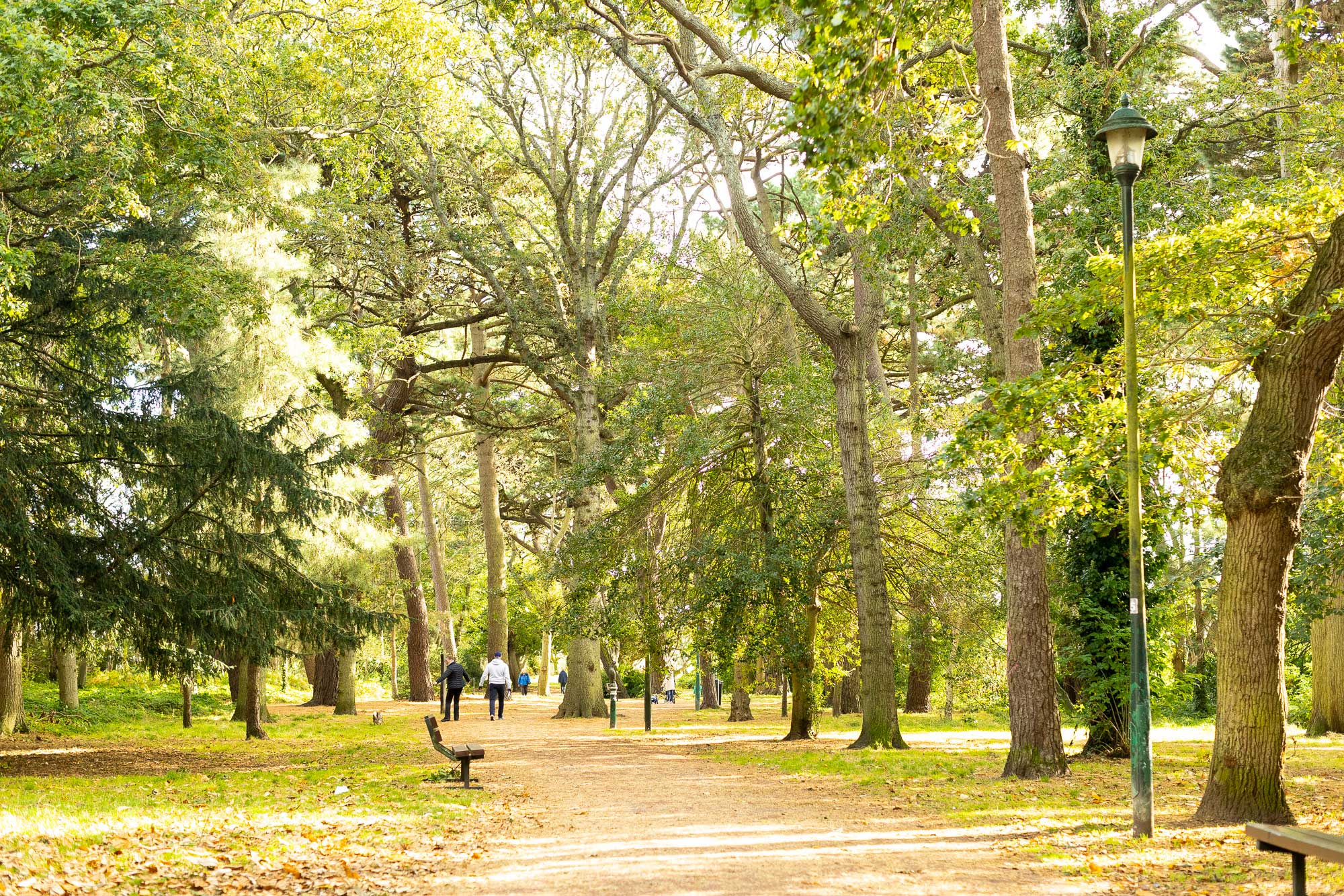 Woodland park in Dorset, England